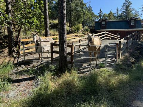 Two horses in a fenced paddock among tall trees